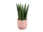 Planta cobra Sansevieria em vaso rosa.