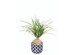Ponytail palm in a blue and white pot.