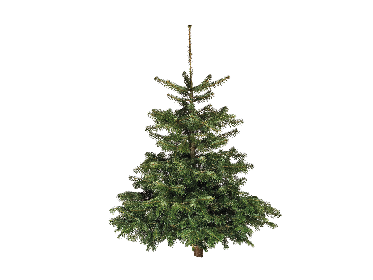 Aller en mode plein écran : Grand sapin Nordman 1er choix - Image 1