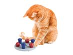 An orange cat plays with a cat treat puzzle toy.