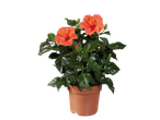 Potted hibiscus plant with vibrant orange flowers and green leaves.