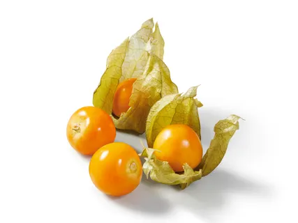 Physalis
