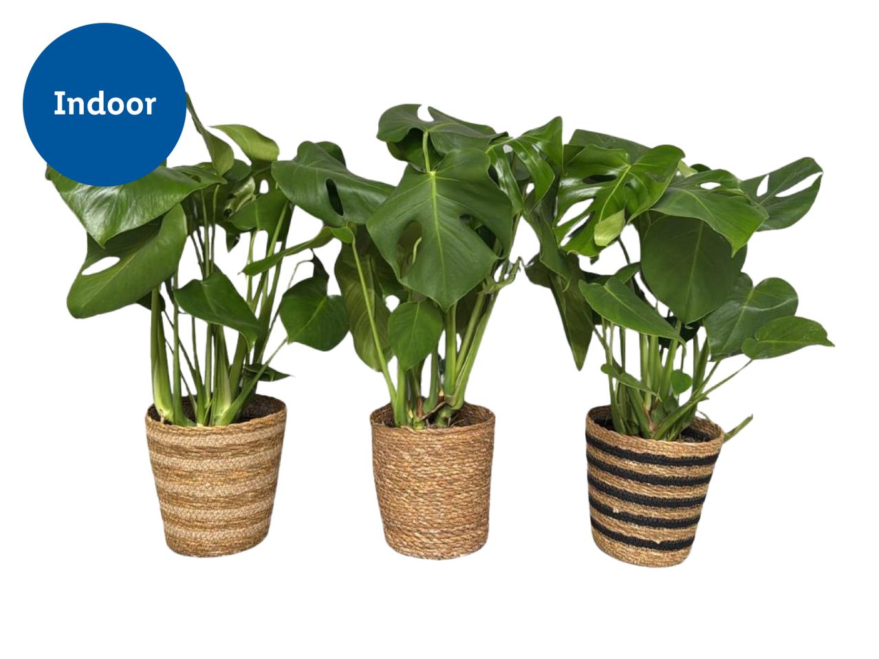 Three indoor Monstera plants in woven baskets, one with black stripes.