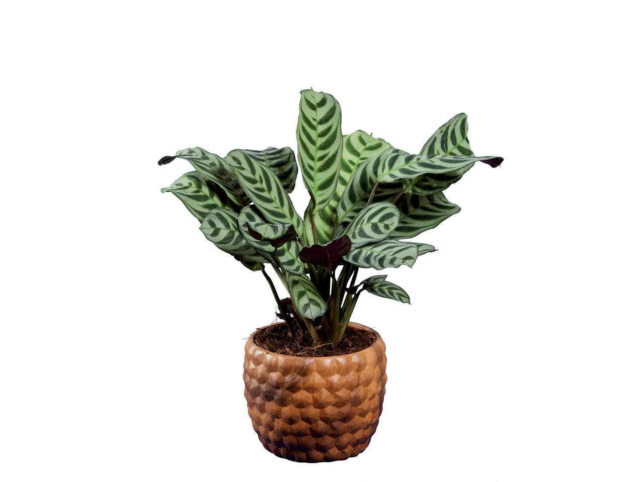 Een Calathea ornata in een ananasvormige pot.