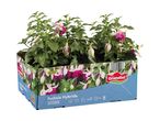 Fuchsia hybride udendørsplanter i en papbakke med 6 planter.