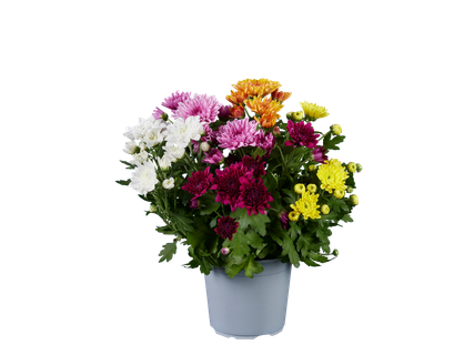 Chrysanthemen Fun-Colour