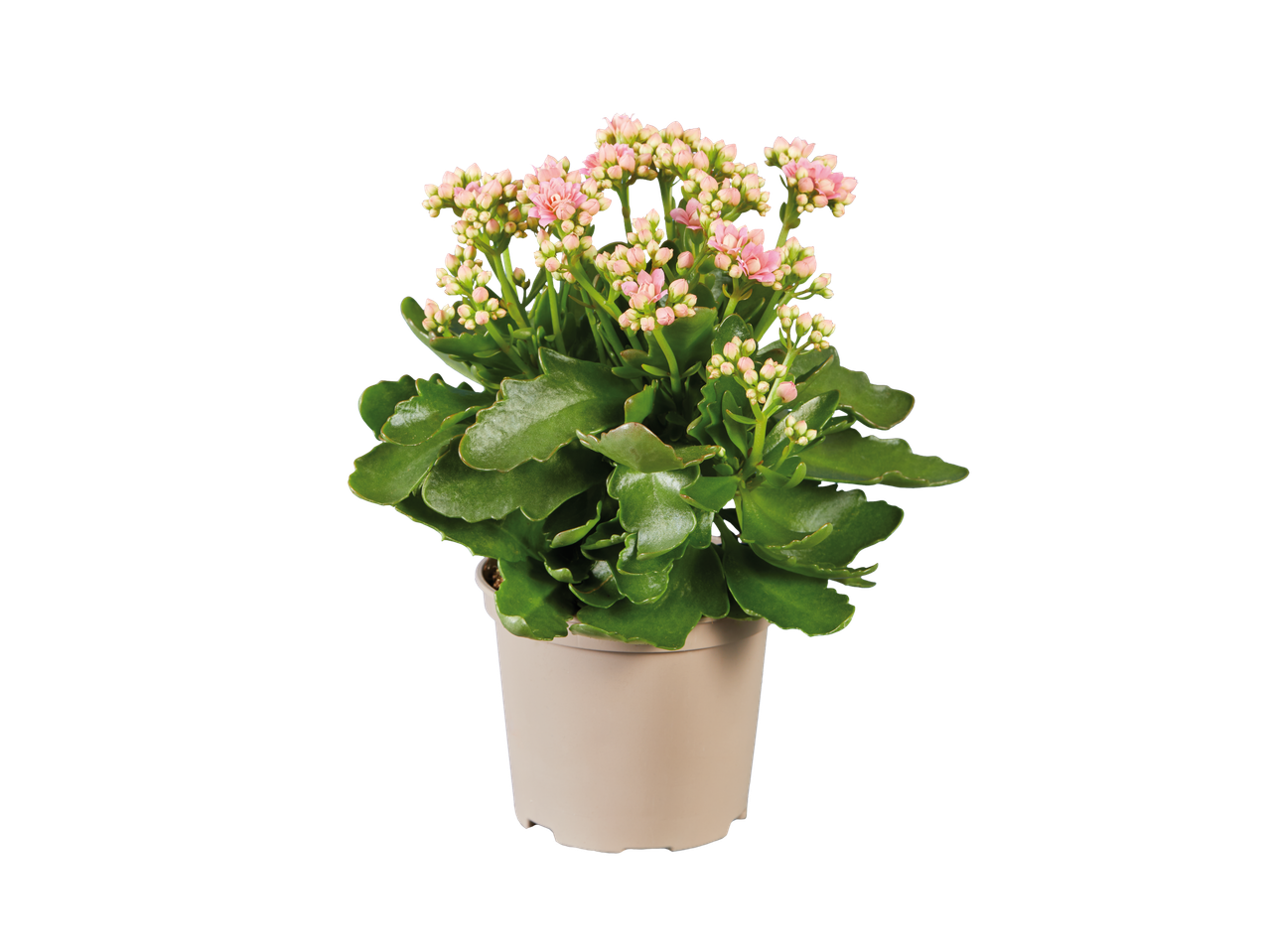 Uma planta Kalanchoe rosa em um vaso bege.