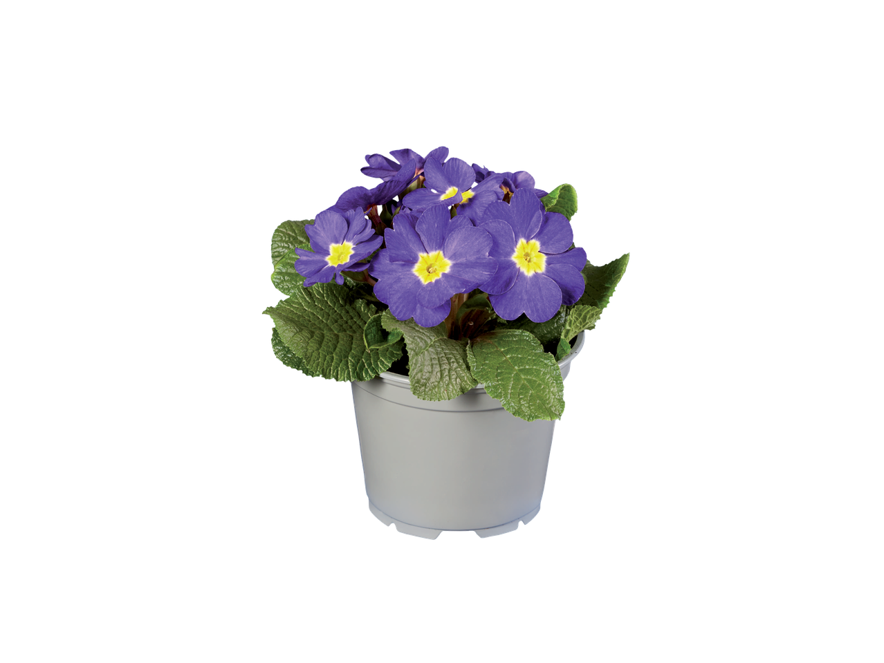 Paarse primula's in een grijze pot.