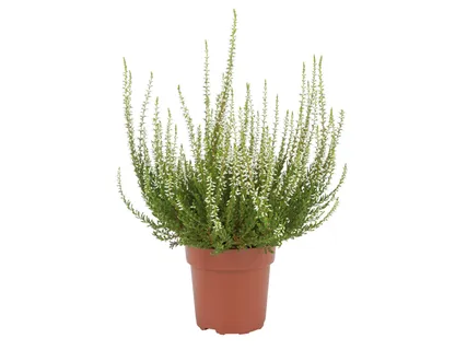 Calluna