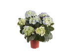 Blauw-witte hortensia's in pot.