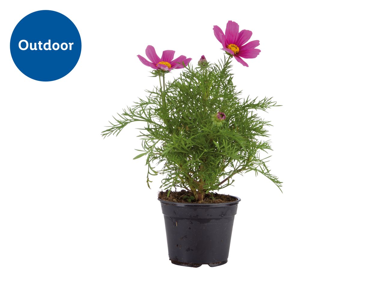 Potted cosmos plant with pink flowers and green foliage, labeled 'Outdoor'.
