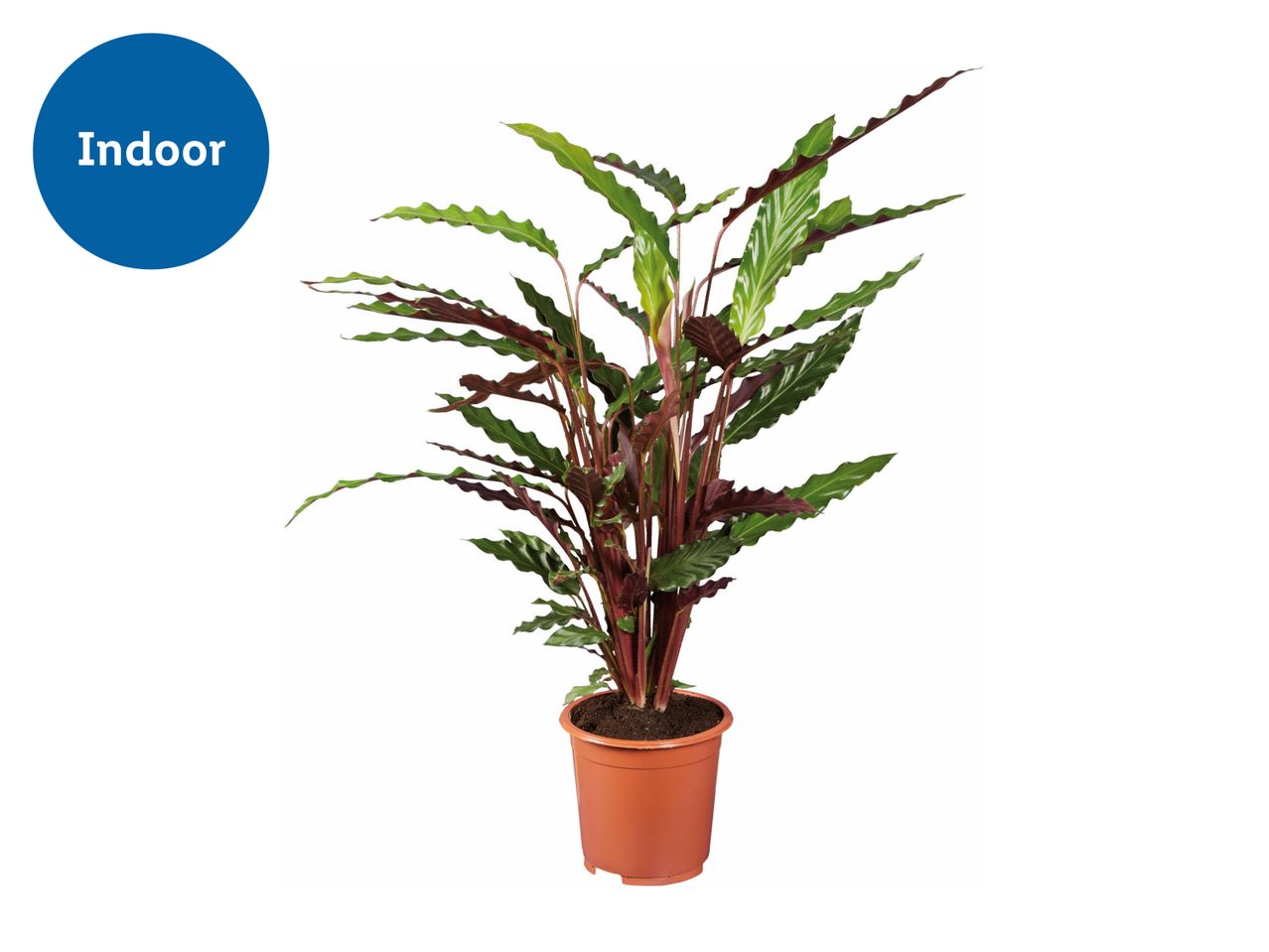 Calathea Houseplant
