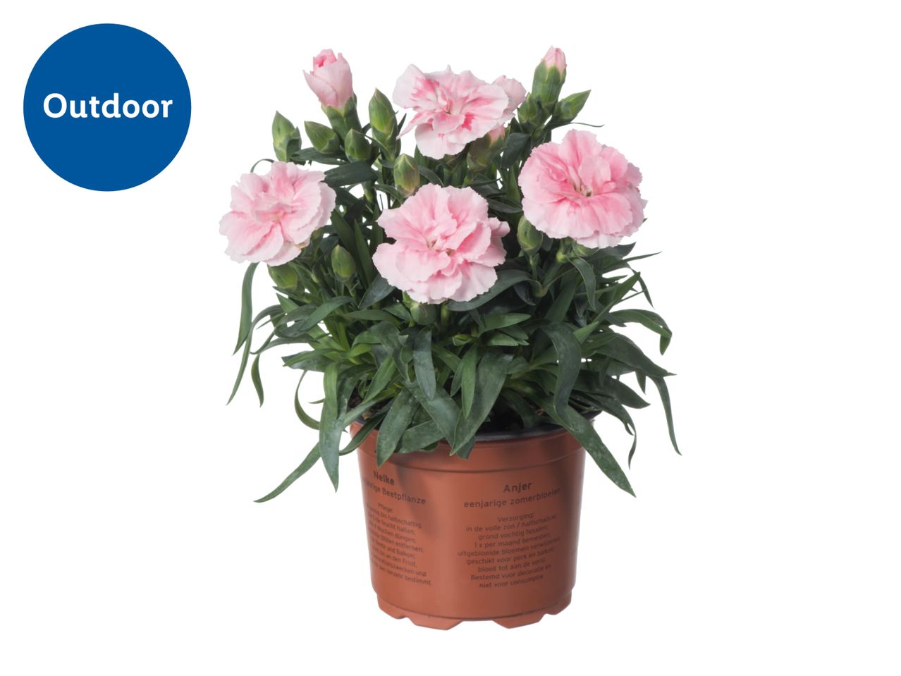 Pink carnation plant in a pot with care instructions, labeled for outdoor use.