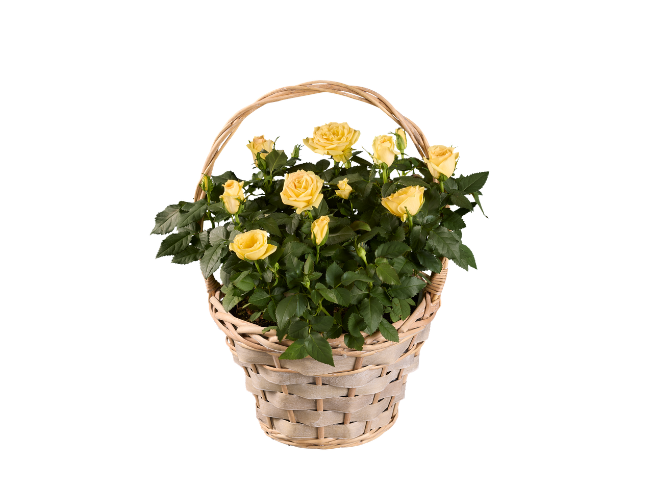 A wicker basket filled with a blooming yellow rose plant.