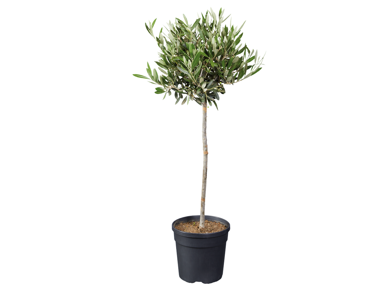 Petit olivier en pot noir