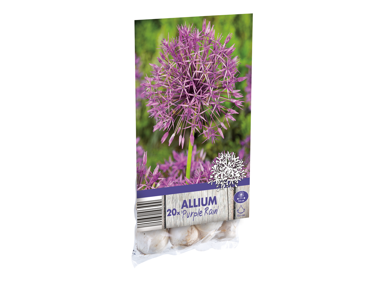 Go to full screen view: Allium Bulbs - Image 1