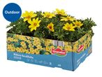 Yellow Bidens ferulifolia outdoor plants in a cardboard tray.