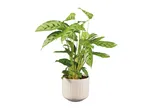 A vibrant green houseplant with patterned leaves in a light-colored pot.