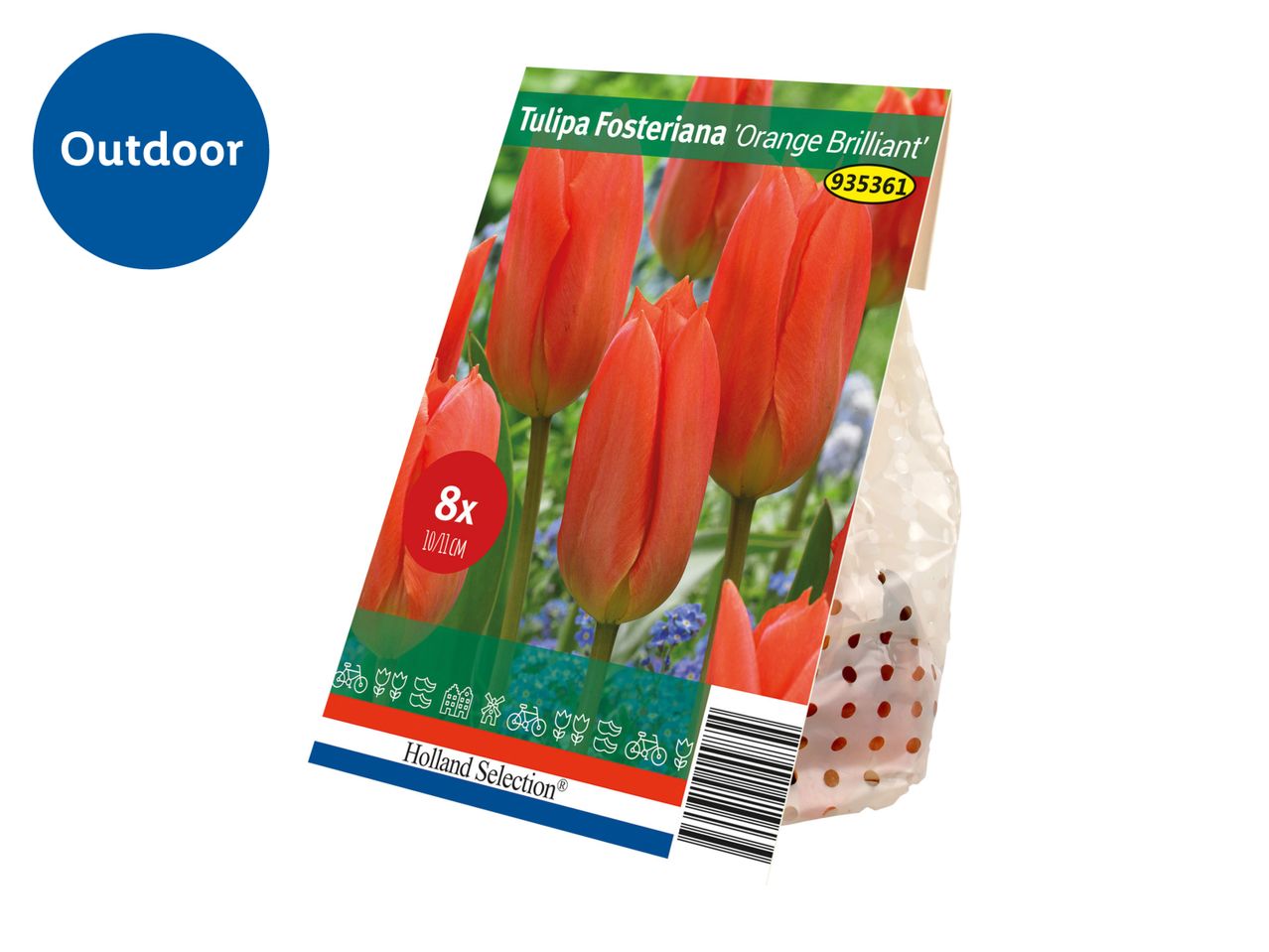 A package of 'Tulipa Fosteriana Orange Brilliant' tulip bulbs, labeled for outdoor use.