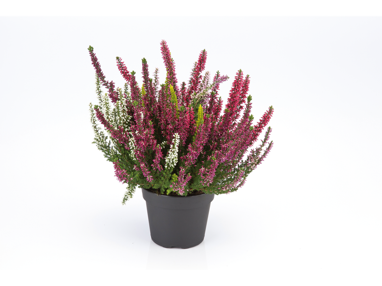 Heideplanten in pot, witte en roodpaarse bloemen.