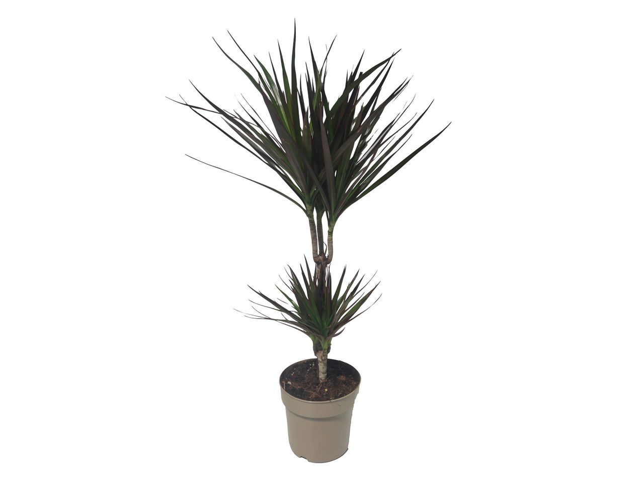Una pianta di dracena marginata a due tronchi in un vaso grigio.