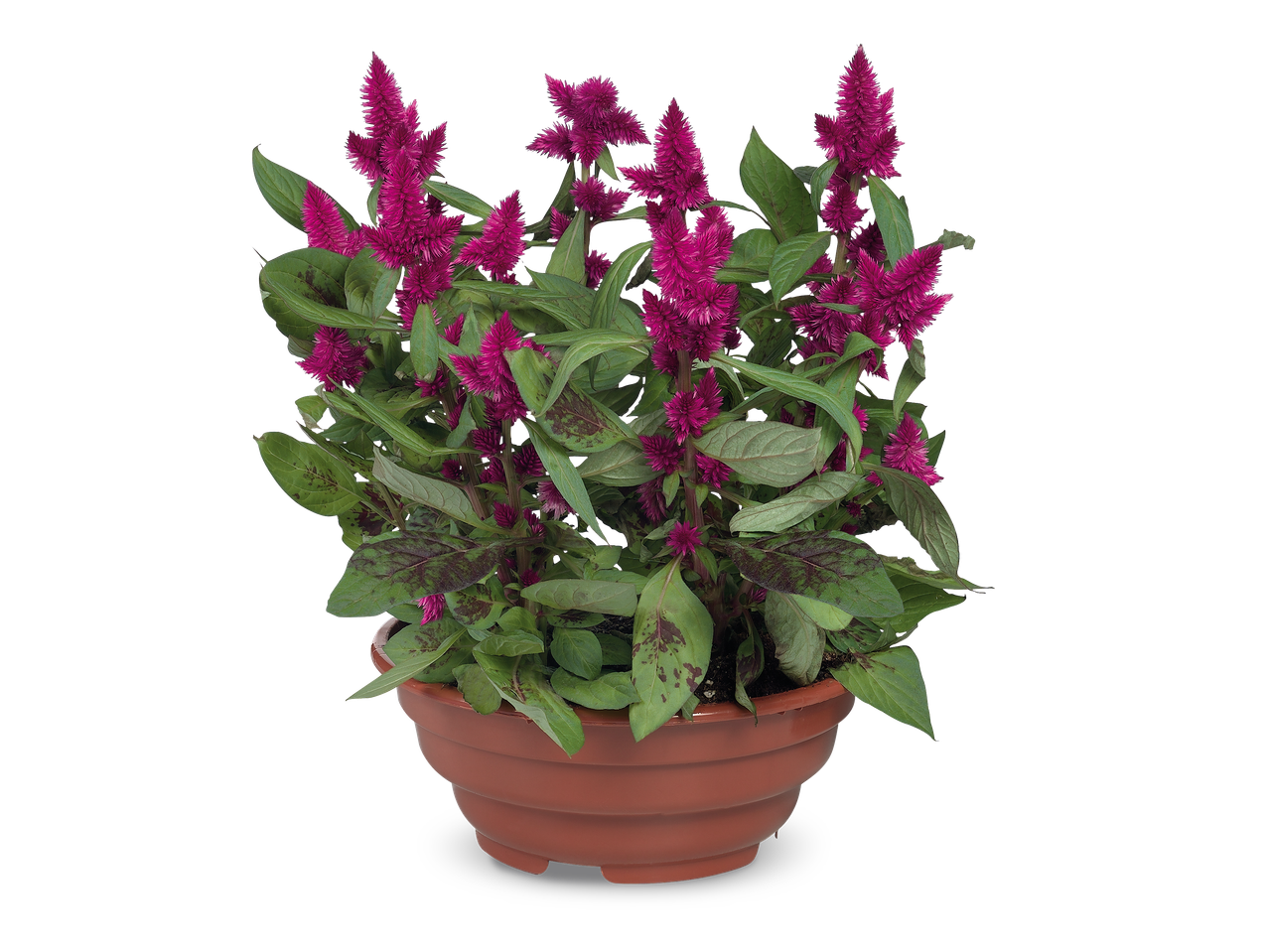 Een pot met paarse celosia bloemen en groene bladeren op een zwarte achtergrond.
