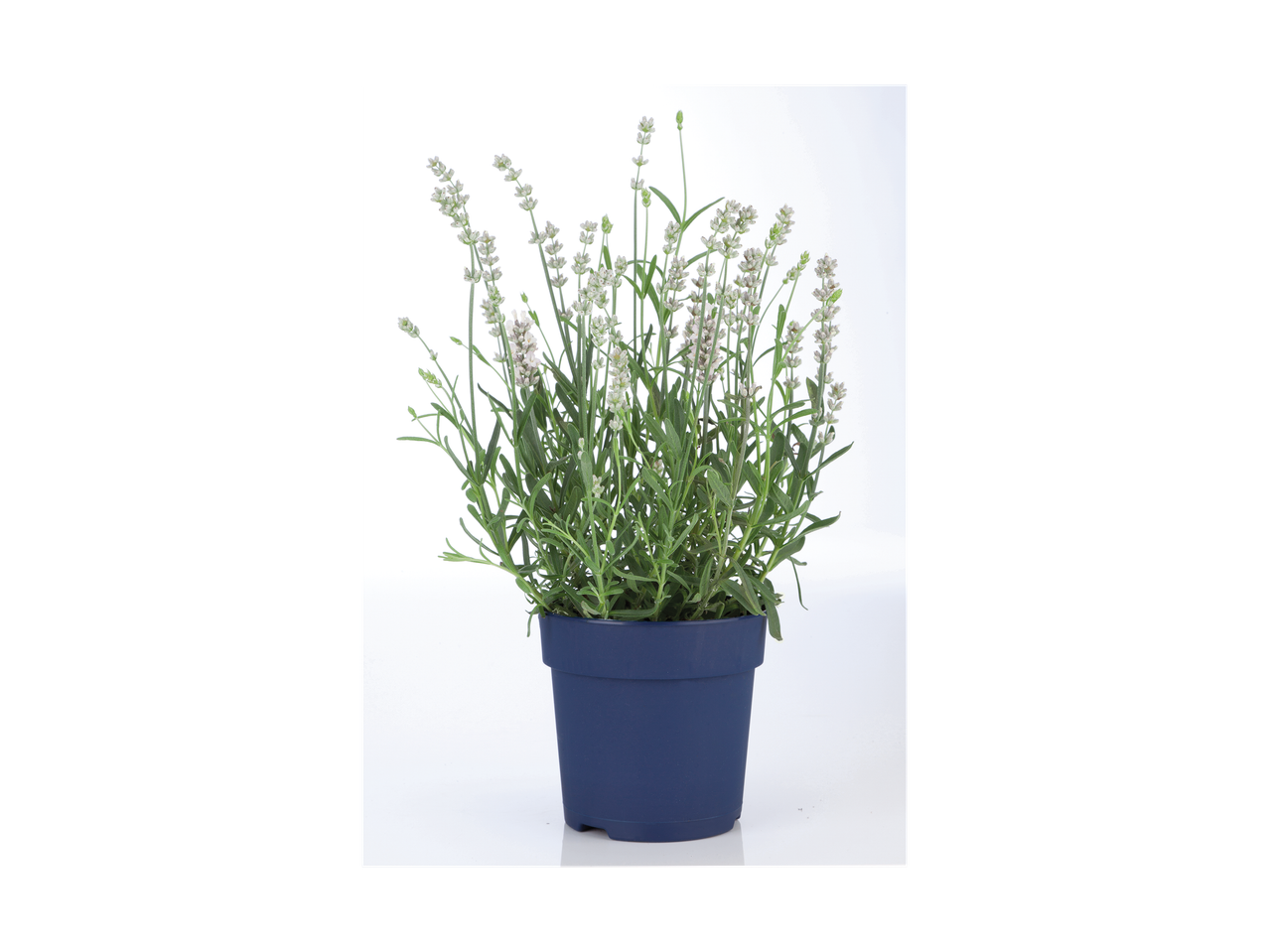 Lavendelplant met witte bloemen in een blauwe pot