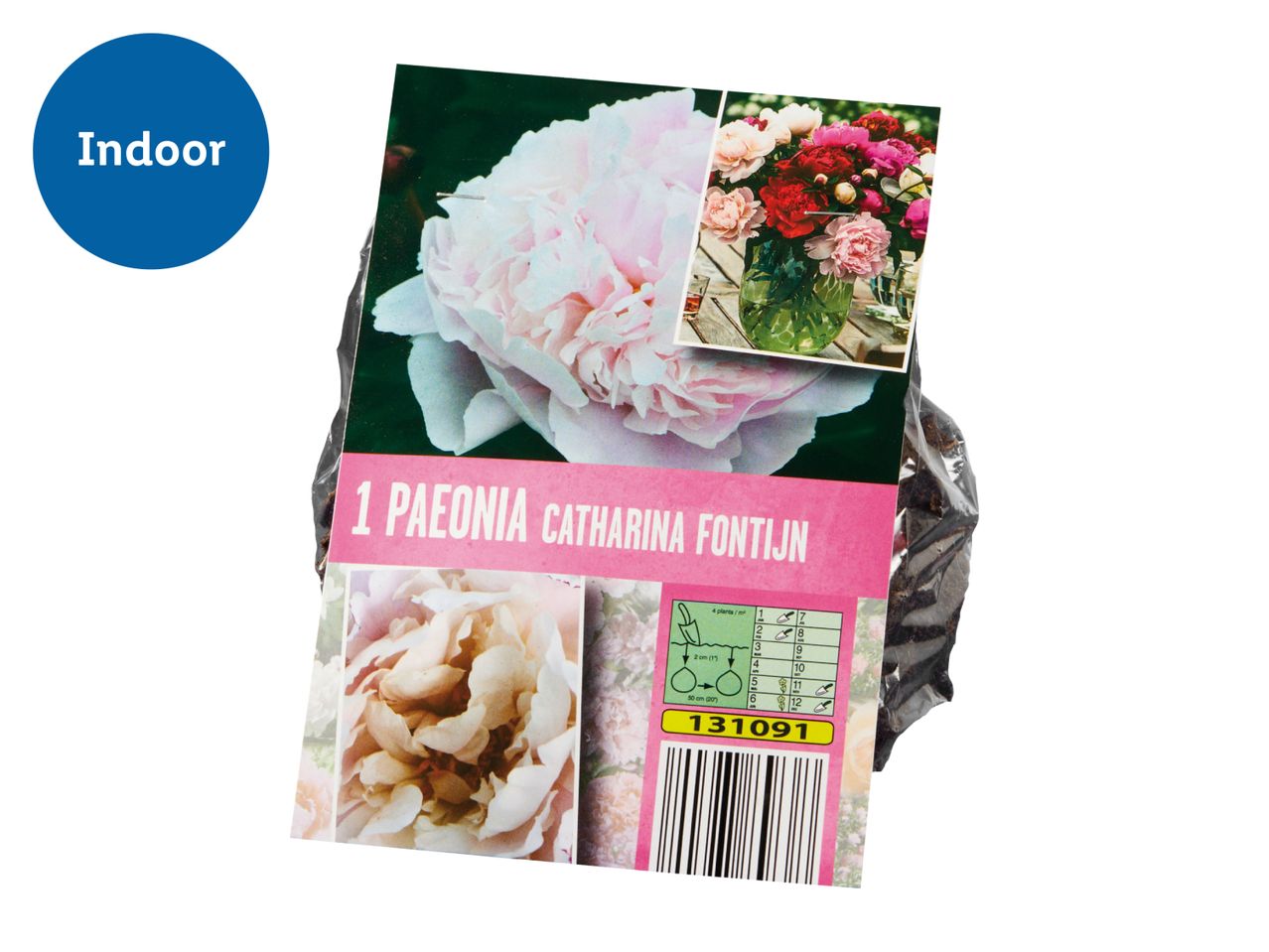 A package of 1 Paeonia Catharina Fontijn, with planting instructions and a barcode.