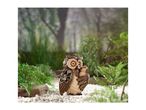 Owl figurine with a baby owl, surrounded by green foliage and white pebbles.
