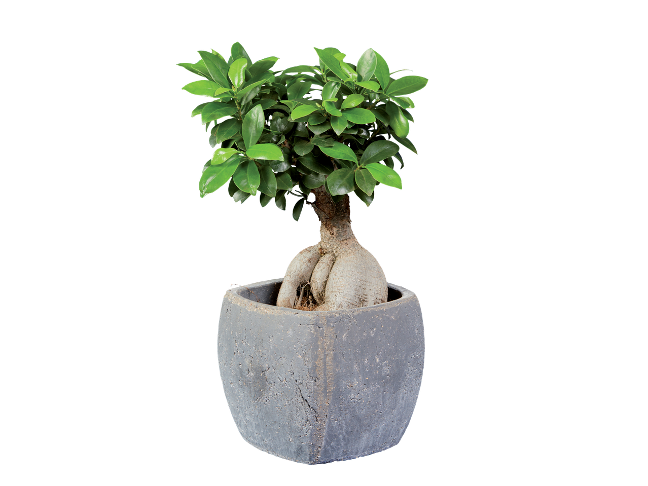 Ficus bonsai plant with a thick trunk and green leaves in a gray ceramic pot.