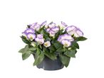 Un pot de fleurs Lisianthus pourpres et blanches.