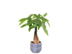 Green plant in a blue and white pot.