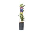 Clematis vit. 'Polish Spirit' plant in a dark grey pot with a colorful label.