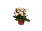 Mini Kalanchoe com flores cor-de-rosa num vaso castanho