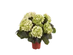 Gepotte lichtgroene hortensia's.