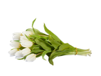 Buquê de tulipas brancas.