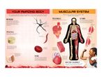 An educational poster about the human body, detailing cells, muscles, and systems with illustrations.