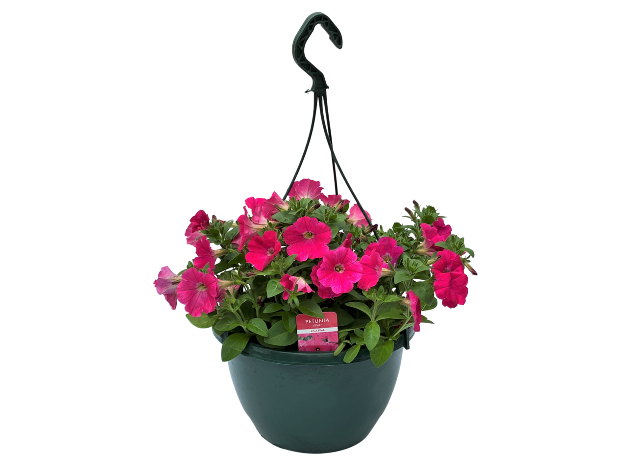 Flowering Hanging Basket with vibrant pink Petunia Viva Hot Pink flowers.
