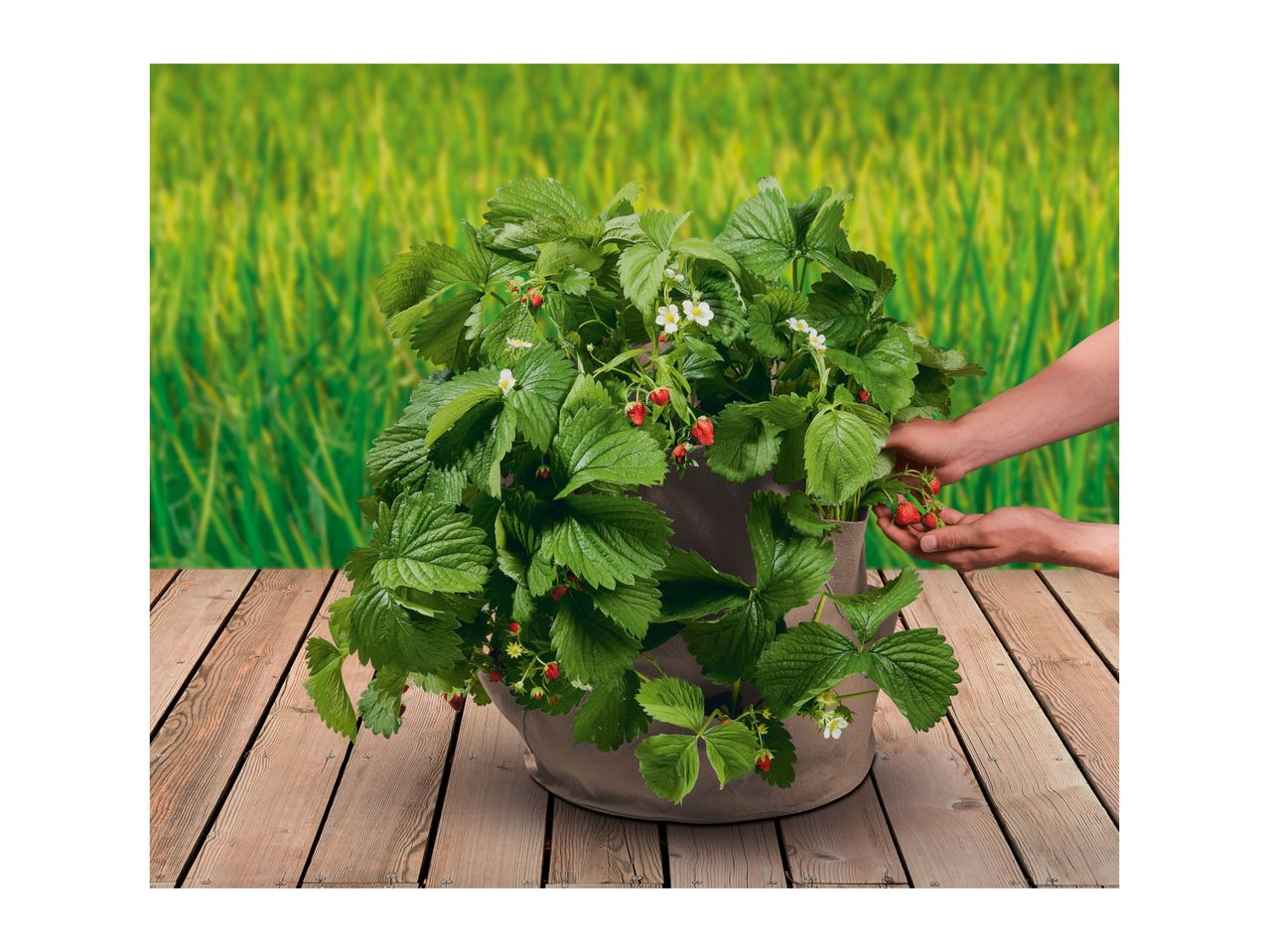 Go to full screen view: Parkside Strawberry Grow Bags - 2 Pack - Beige - Image 6