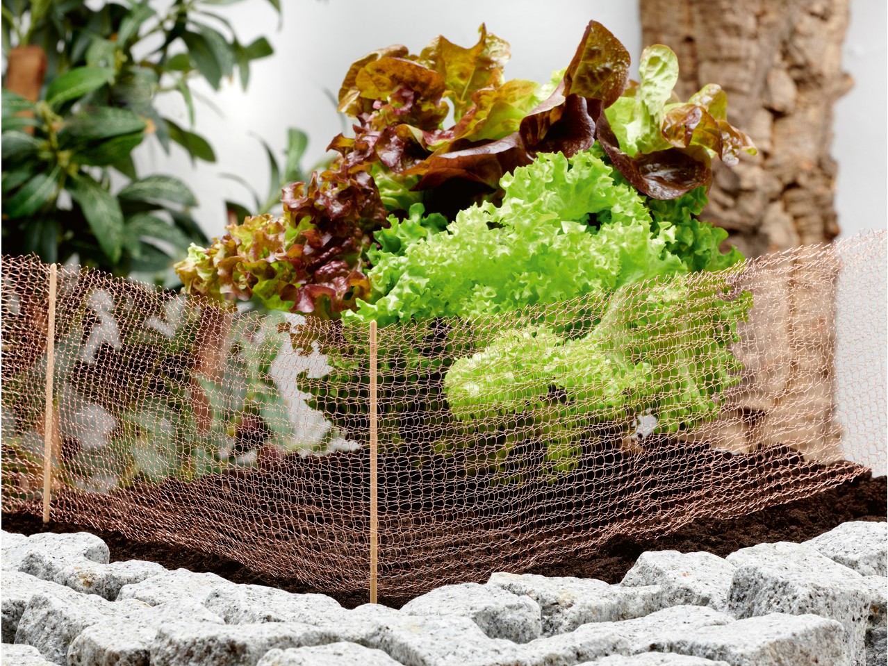 Frischer grüner und roter Salat im Garten mit Kupfernetz zum Schneckenschutz.