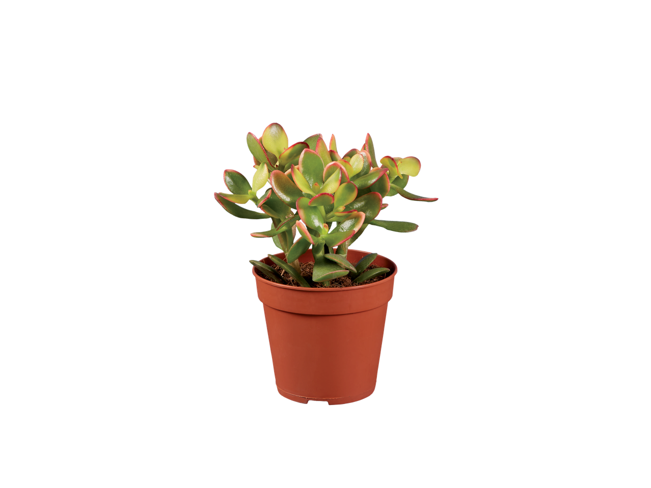 Jadeplant in een pot.