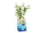Planta de mirtilo Joe Bio.