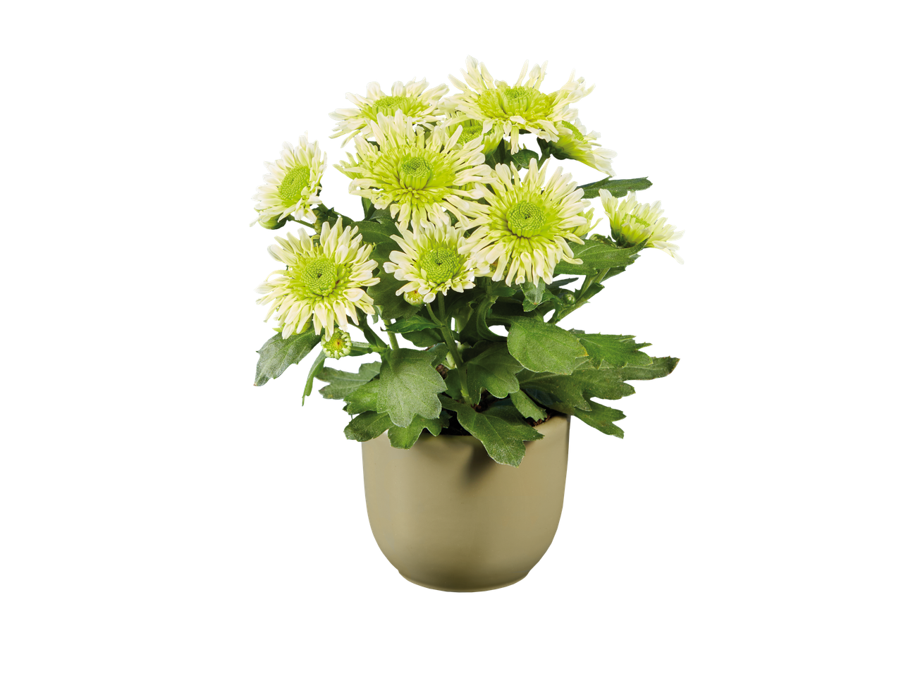 Crisântemos verde-clar em vaso.