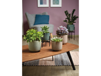Vetplanten in elegante potten op een houten salontafel.