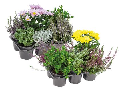Herbstpflanzenmix