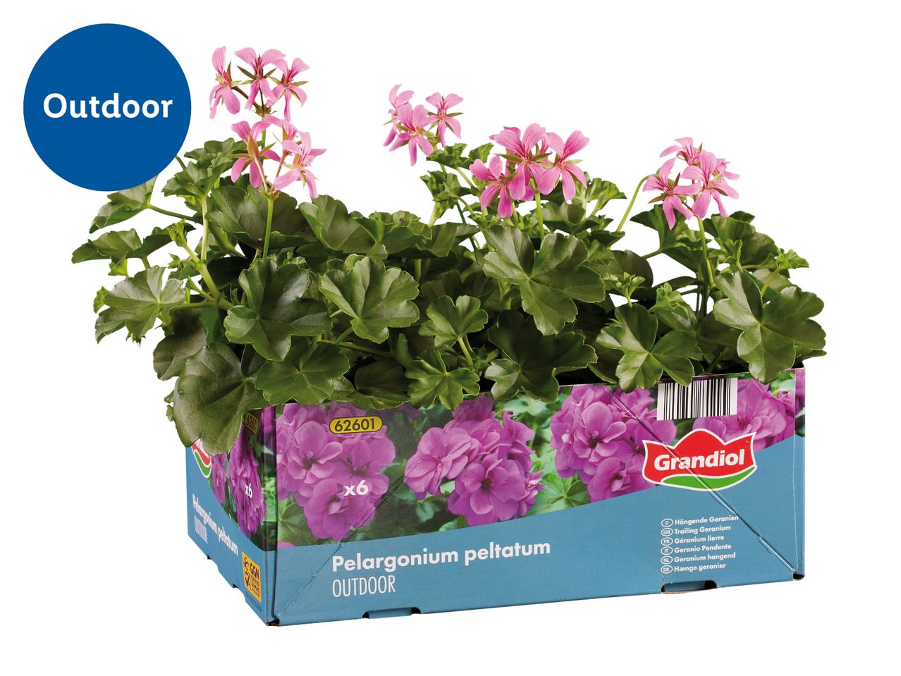 Pink trailing geraniums in a blue and purple box labeled 'Outdoor' with product information.