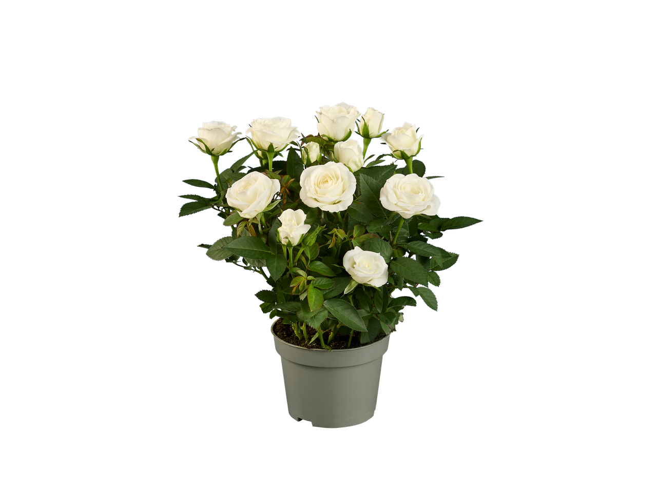 Rosier miniature blanc en pot gris sur fond noir.