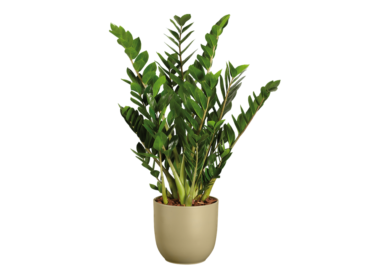 Planta Zamioculcas em vaso verde-oliva.