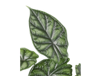 Grandes folhas verdes brilhantes, com nervuras visíveis, em fundo preto.