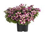 Paarse en witte gestreepte petunia's in een pot.